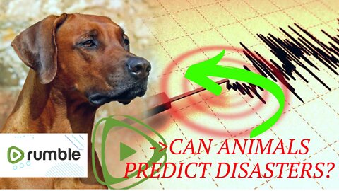 🐯 CAN ANIMALS PREDICT DISASTERS? 🐯