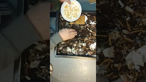 worm factory 360 feeding #2