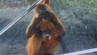 Mãe macaca com bebé ao colo aceita fruta de turistas!