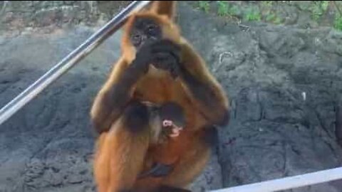 Mãe macaca com bebé ao colo aceita fruta de turistas!