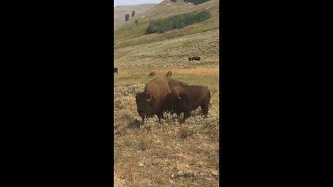 Yellowstone buffalo mating season