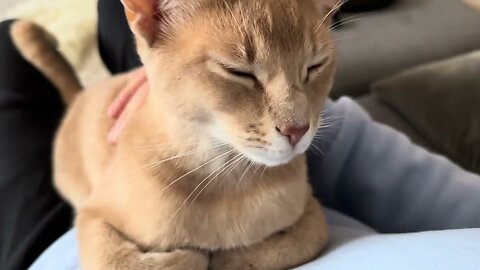 Adorable boi causes instant calming of nerves