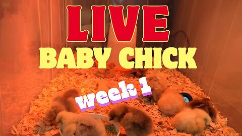 Copy of Live! Week 1 - Brooding baby 🐥 Silkie 🐣 Chickens 🐤