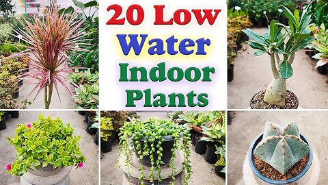 Low water indoor plants | 20 indoor plants that don't need water for a month!
