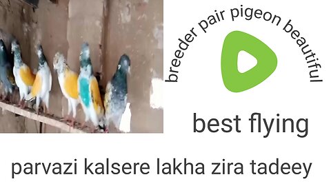 Kalsira kaldhuma zira tadeey pigeon beautiful