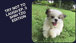 TRY NOT TO LAUGH EP. 3! Shih Tzus Doing Shih Tzu Things