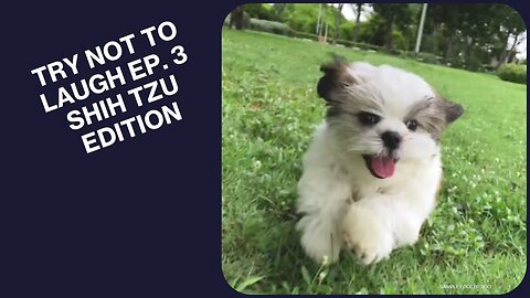 TRY NOT TO LAUGH EP. 3! Shih Tzus Doing Shih Tzu Things