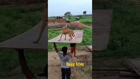 India dog talent #shorts #doggy #indiagottalentshort