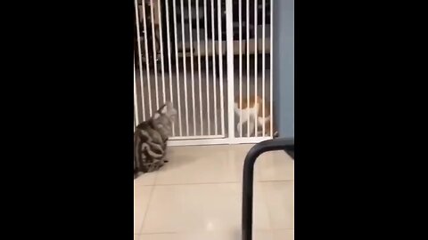 animal funny video 😂😂 cat funny moments video 😂😂