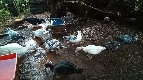 Muscovy Ducks enjoying the morning 23rd March 2021