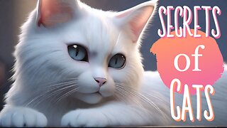 Secret lives of Cats