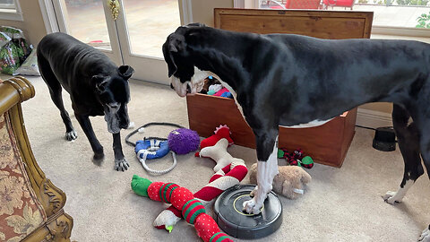 Great Dane Stops Robot Vacuum To Play With Toys