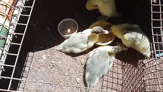 Muscovy Ducklings