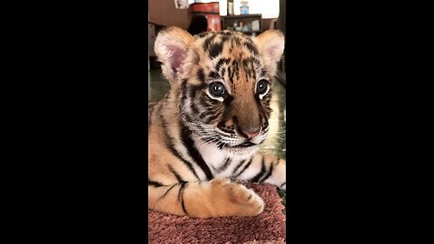 About 2 months old scary beautiful tiger cubs😍