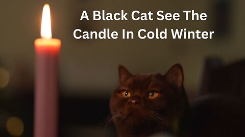 A Black Cat See The Candle In Cold Winter