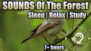 FALL into a DEEP SLEEP with sounds of the FOREST!! Black Screen!