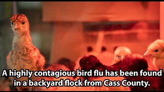 A highly contagious bird flu has been found in a backyard flock from Cass County.