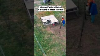 how we move our pasture raised chickens to a fresh pasture spot.