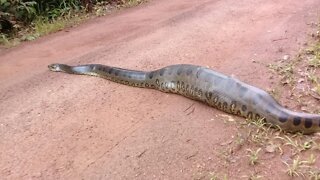 Cobra Sucuri com quase 6 metros a flagrada com um jacaré na barriga, em Alta Floresta Ro
