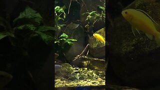 African Cichlid Planted Riverscape