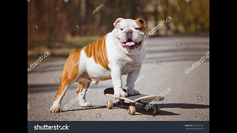 skate boarding bull dogs