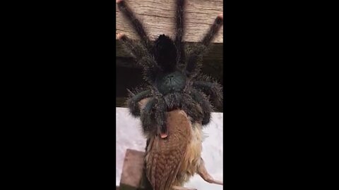 The Goliath birdeater in action