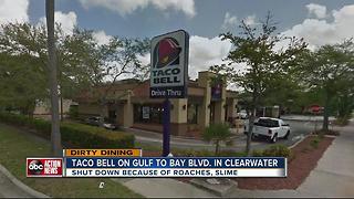 Dirty Dining: Taco Bell temporarily closed for almost 60 live and dead roaches near food