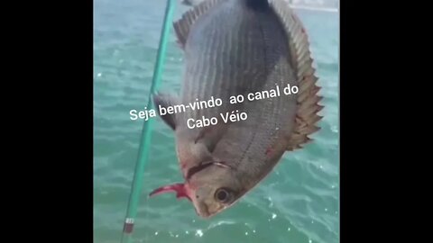 Cardume de Tilápias invadem a praia de Ponta Negra ,RJ e a pescaria rola solta .