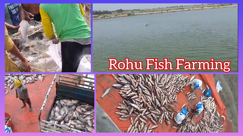How to catching Fish For Selling | Rohu Fish Farming|Rohu(Roho Labeo or Labeo rohita)Talha Fishfarm
