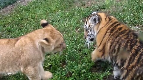 Tiger baby and lion baby playing