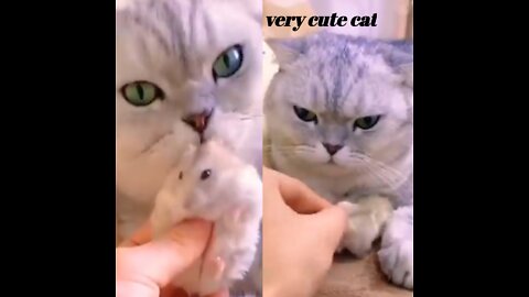 So cute cat video| cute cat baby video