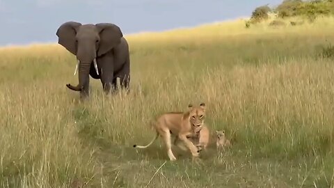 Dominant Elephant Scares Off Lioness Mom And Her Little Cubs