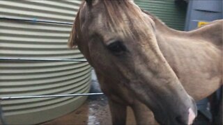 A little visit with Arthur the rescue horse, Henry is wanting to eat his food! He's a darling soul