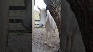cute horse 🐎 😍