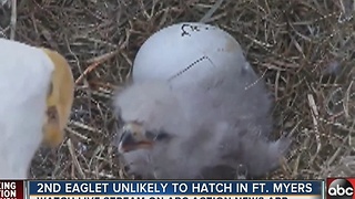 EAGLET WATCH 2017 | The second eaglet is unlikely to hatch in North Fort Myers