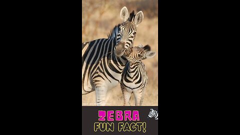 Zebra: Fashionistas of the Savannah | Fun Facts for Kids #funfactforkids