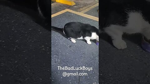 Forever Home Needed For Gorgeous, Friendly Stray Tuxedo Cat (Urgent) #adoptablecat #straycat