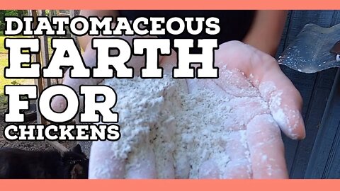 Using Diatomaceous Earth in Chicken Coops, Dust Baths, and on Chickens ||100% Natural|| LINK IN DESC