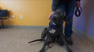 10 dogs recovering at shelters across Denver metro after being seized from horrific conditions