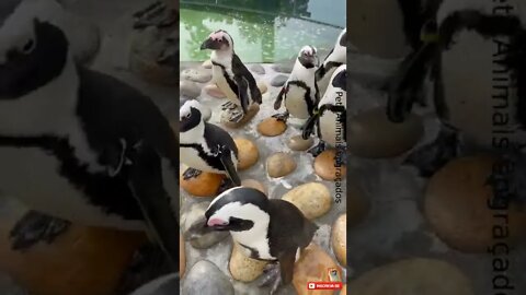 Pinguins de madagascar da vida real ou quase #shorts