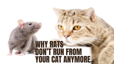 A Shocking Revelation: Parasite-Infected Rats Display Unusual Attraction to Cats!