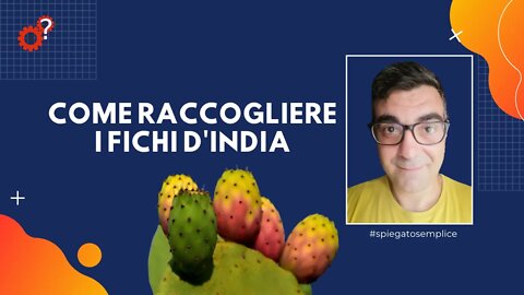 Come raccogliere i Fichi d'India | Spiegato Semplice