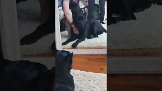 Puppy Mirin' His SEXY Self #shorts #funnydogs #viral