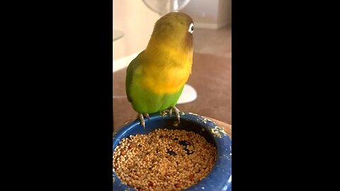 Lovebirds#Enjoying#food