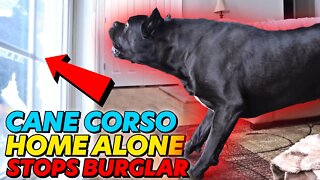 Cane Corso Defends Against HOME INVASION Pt. 2