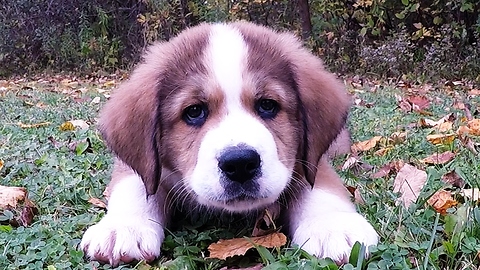 Nine fluffy puppies are so adorably clumsy!