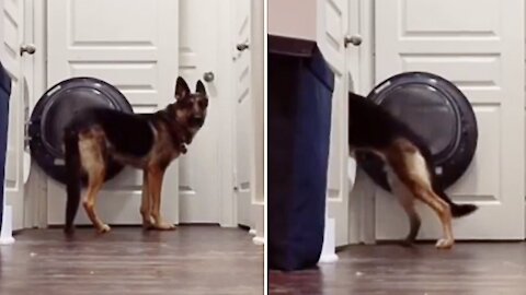 German Shepherd loves to cuddle up in the dryer