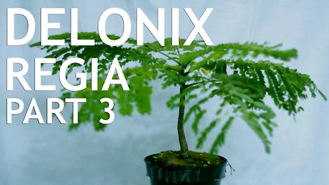 Delonix Regia Part 3