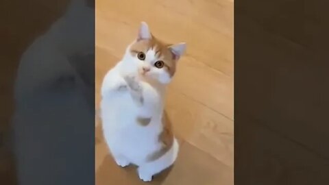 cute cat videos 😹 funny videos 😂1008😻 #shorts #cat #catvideos #fun #catsproducts #funnycatsvideos