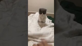 FUNNY CUTE PUPPY - Tiktok Compiled #Shorts